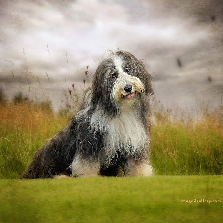 1100+ Dog Images Free Download | Cute Dog Pictures | 176 images of cute dogs -(15)