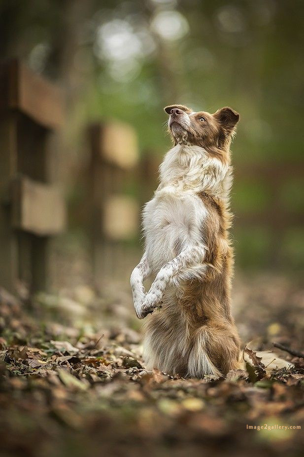 1100+ Dog Images Free Download | Cute Dog Pictures | 177 images of cute dogs -(16)