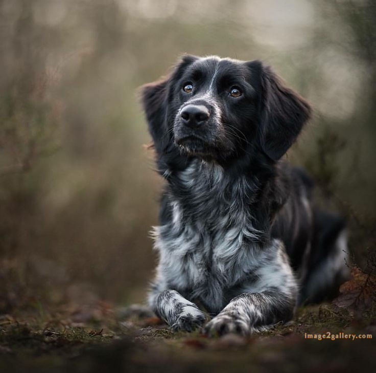 1100+ Dog Images Free Download | Cute Dog Pictures | 98 images of cute dogs -(17)