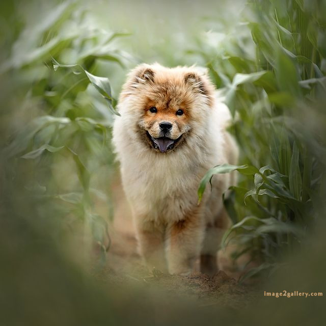 1100+ Dog Images Free Download | Cute Dog Pictures | 179 images of cute dogs -(18)