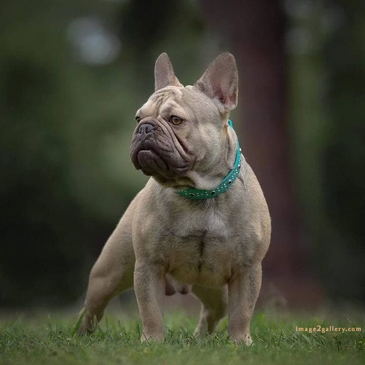 1100+ Dog Images Free Download | Cute Dog Pictures | 166 images of cute dogs -(2)