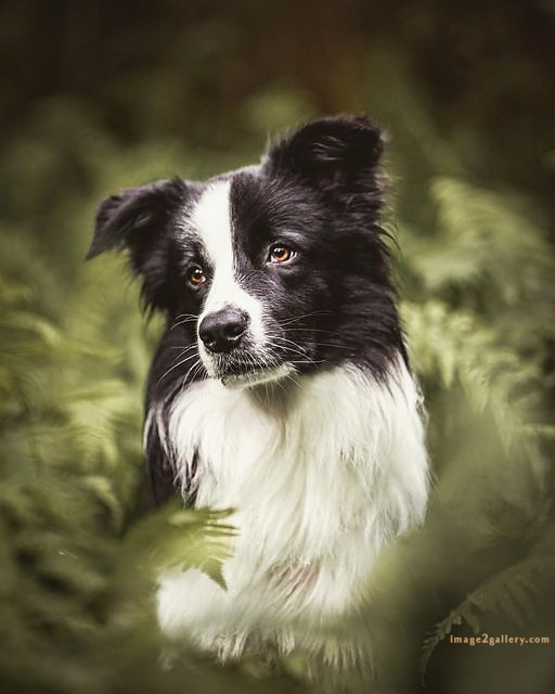 1100+ Dog Images Free Download | Cute Dog Pictures | 34 images of cute dogs -(20)