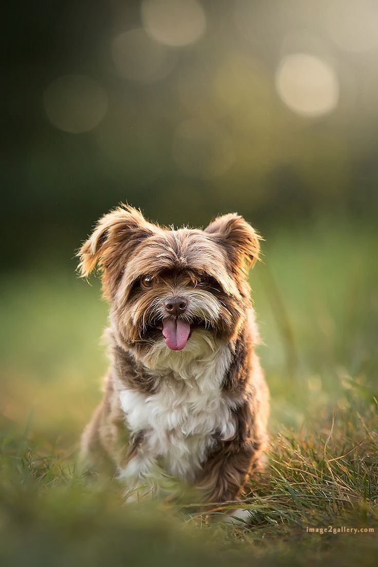 1100+ Dog Images Free Download | Cute Dog Pictures | 178 images of cute dogs -(21)