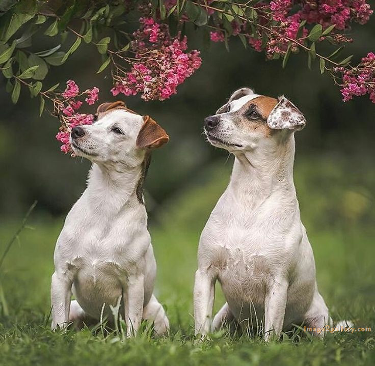 1100+ Dog Images Free Download | Cute Dog Pictures | 170 images of cute dogs -(4)