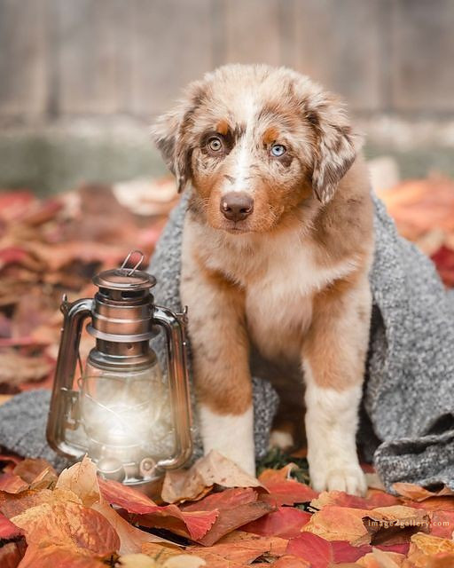 1100+ Dog Images Free Download | Cute Dog Pictures | 172 images of cute dogs -(6)