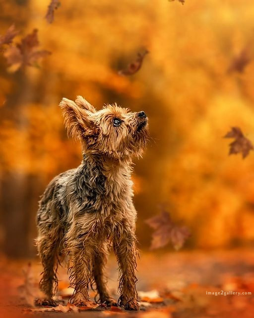 1100+ Dog Images Free Download | Cute Dog Pictures | 95 images of cute dogs -(7)