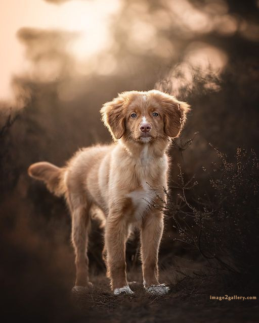 1100+ Dog Images Free Download | Cute Dog Pictures | 173 images of cute dogs -(8)