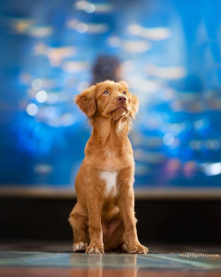 1100+ Dog Images Free Download | Cute Dog Pictures | 96 images of cute dogs -(9)