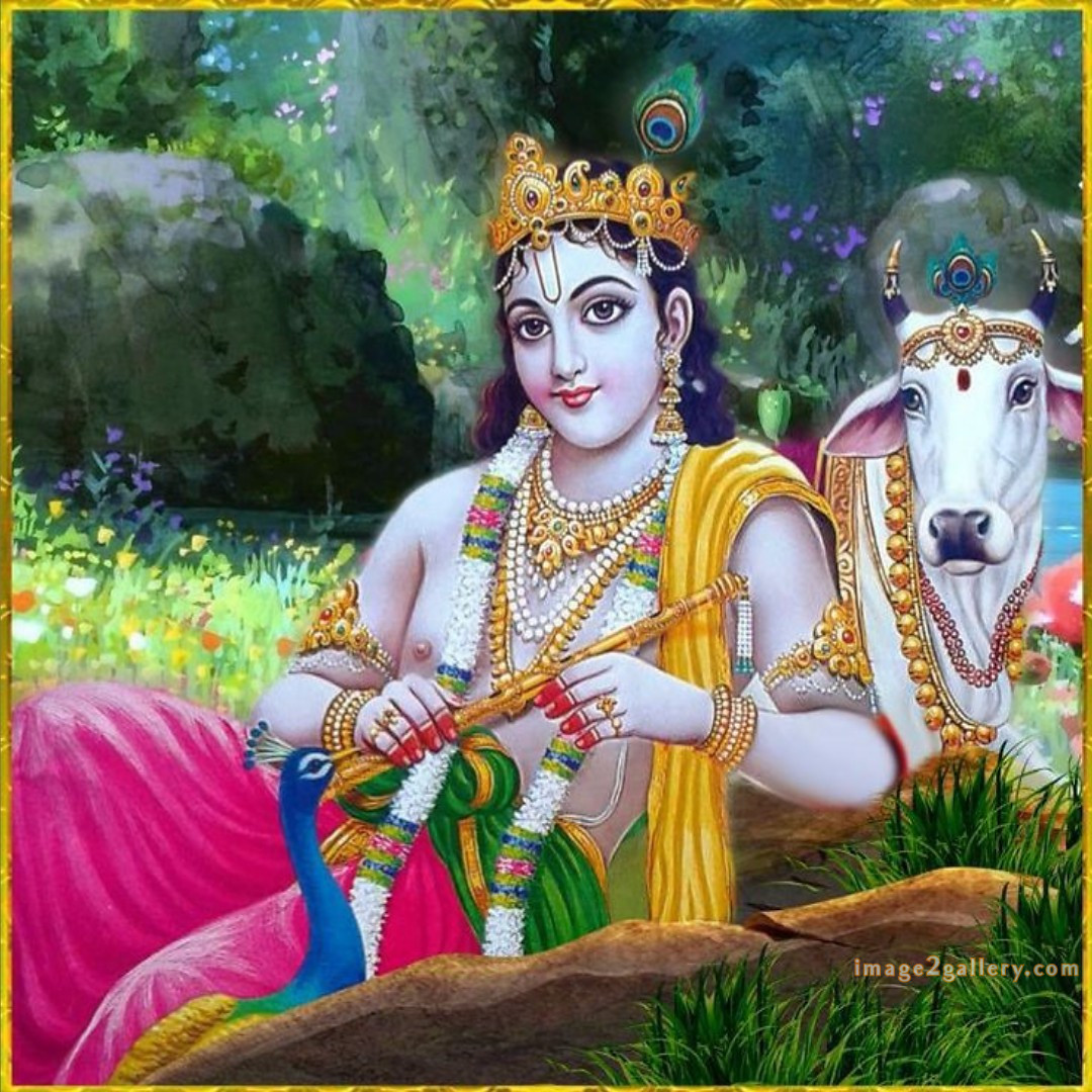 1200+ Krishna Images hd - Krishna Radha Photo : 527 krishna images download (15)