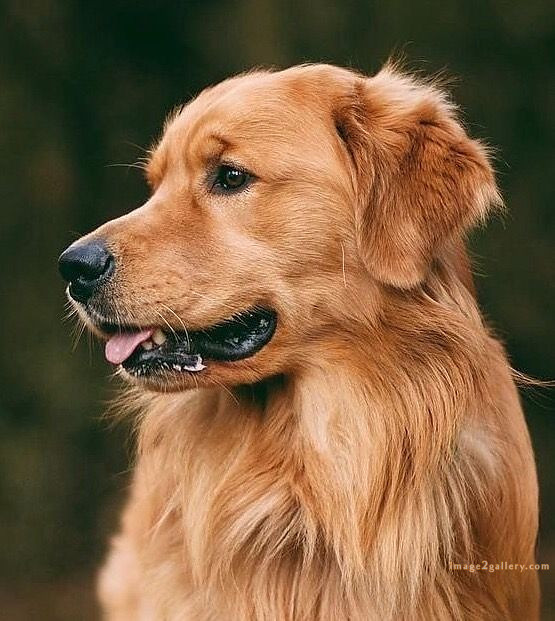 1100+ Dog Images Free Download | Cute Dog Pictures | 43 labrador pictures -