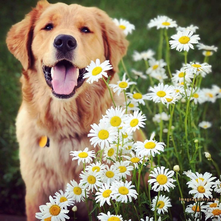 1100+ Dog Images Free Download | Cute Dog Pictures | 183 labrador pictures -(10)
