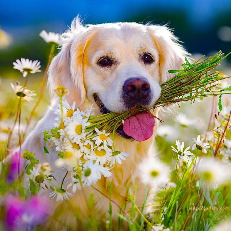 1100+ Dog Images Free Download | Cute Dog Pictures | 38 labrador pictures -(11)