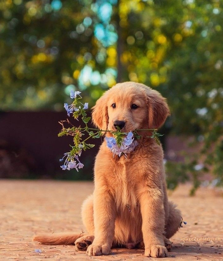 1100+ Dog Images Free Download | Cute Dog Pictures | 101 labrador pictures -(12)