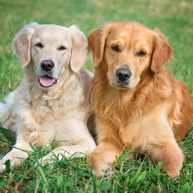 1100+ Dog Images Free Download | Cute Dog Pictures | 36 labrador pictures -(14)