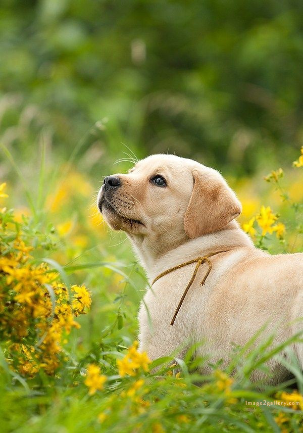 1100+ Dog Images Free Download | Cute Dog Pictures | 39 labrador pictures -(15)