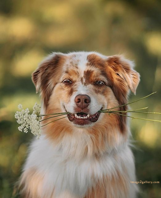 1100+ Dog Images Free Download | Cute Dog Pictures | 103 labrador pictures -(16)
