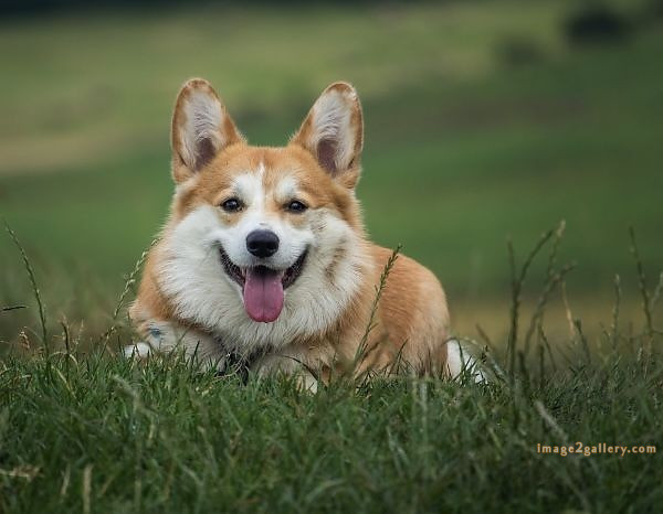 1100+ Dog Images Free Download | Cute Dog Pictures | 186 labrador pictures -(17)