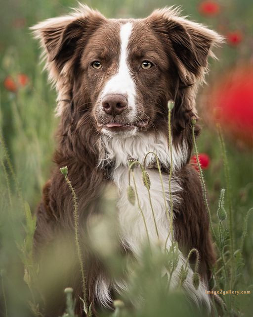 1100+ Dog Images Free Download | Cute Dog Pictures | 30 labrador pictures -(2)
