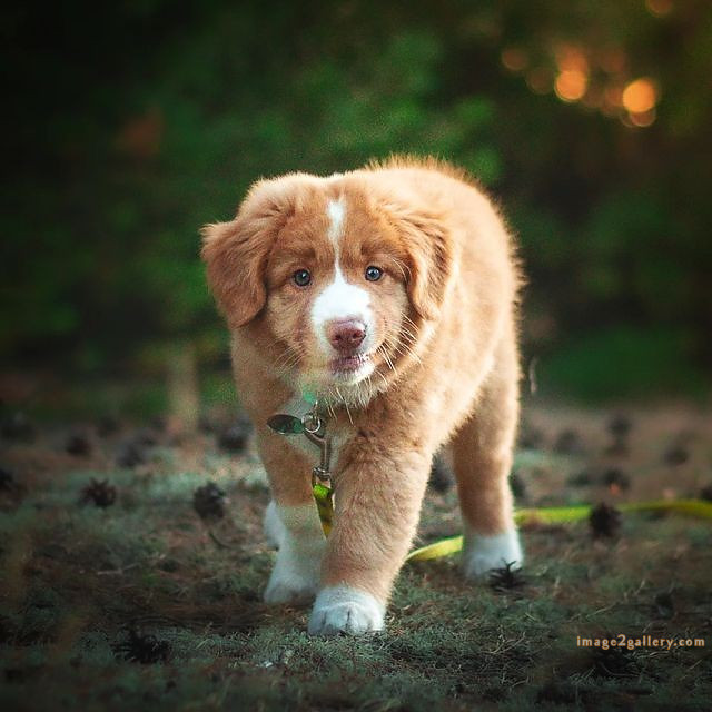 1100+ Dog Images Free Download | Cute Dog Pictures | 189 labrador pictures -(20)