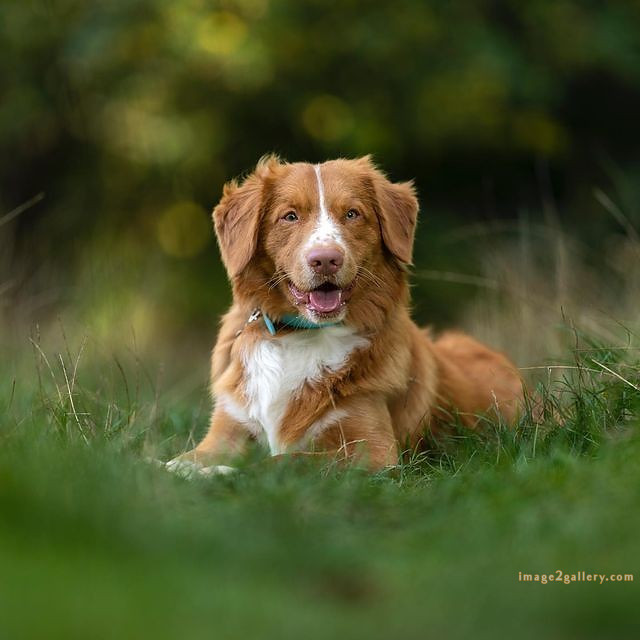1100+ Dog Images Free Download | Cute Dog Pictures | 188 labrador pictures -(21)