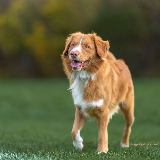 1100+ Dog Images Free Download | Cute Dog Pictures | 187 labrador pictures -(22)