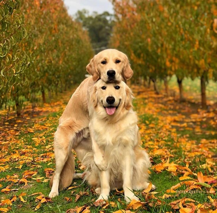 1100+ Dog Images Free Download | Cute Dog Pictures | 104 labrador pictures -(23)