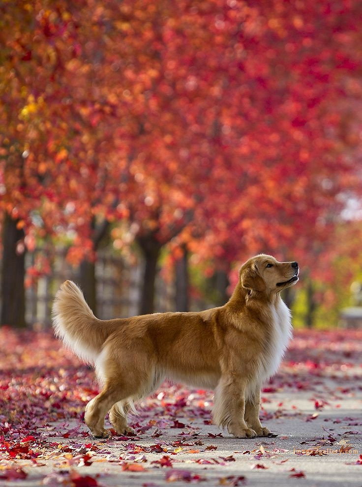1100+ Dog Images Free Download | Cute Dog Pictures | 105 labrador pictures -(24)