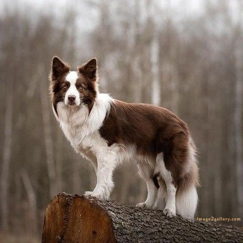 1100+ Dog Images Free Download | Cute Dog Pictures | 99 labrador pictures -(3)