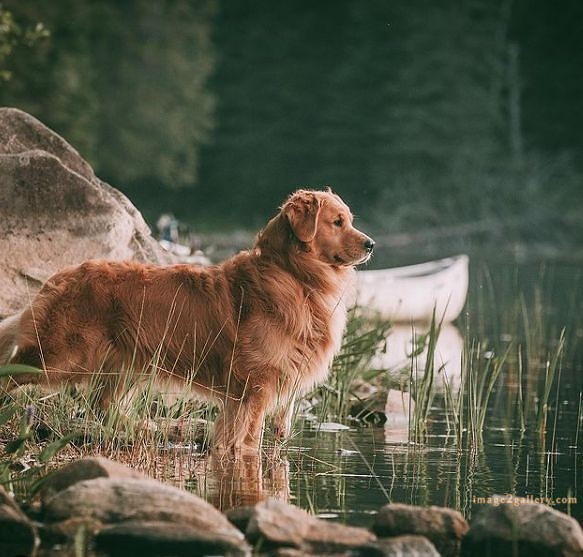 1100+ Dog Images Free Download | Cute Dog Pictures | 180 labrador pictures -(4)