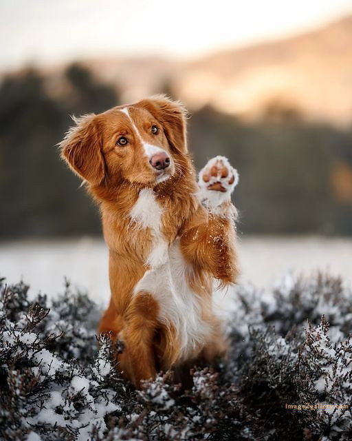 1100+ Dog Images Free Download | Cute Dog Pictures | 32 labrador pictures -(5)