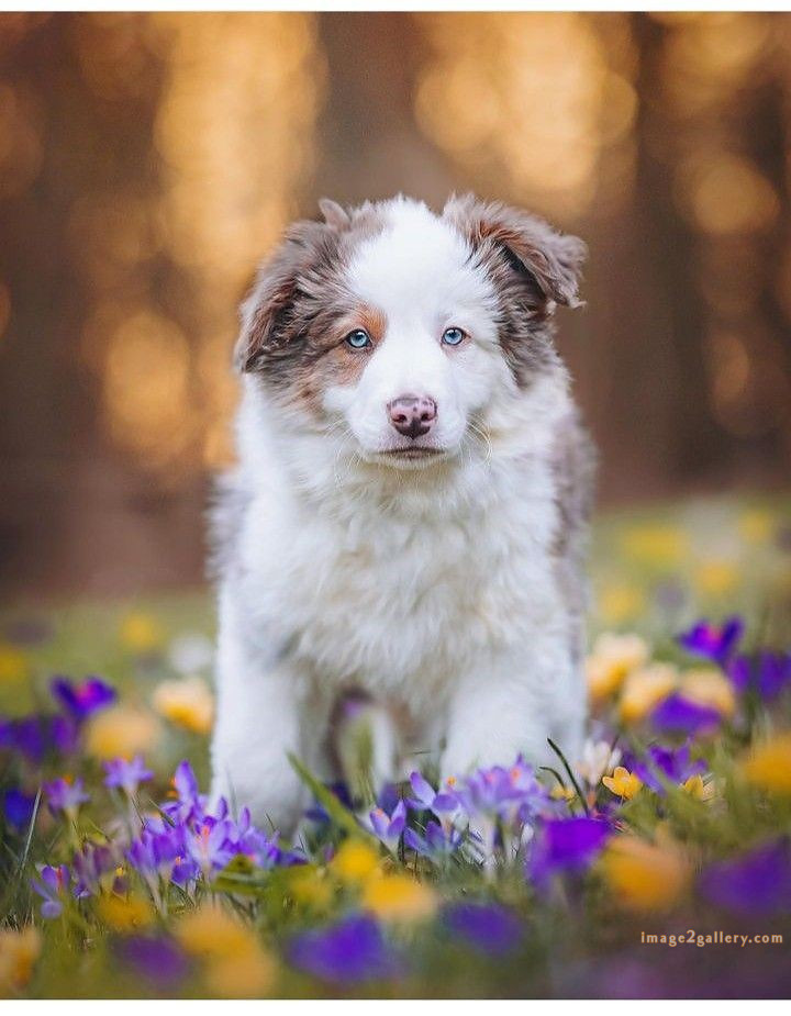 1100+ Dog Images Free Download | Cute Dog Pictures | 185 labrador pictures -(6)