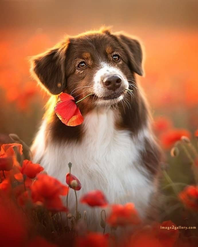 1100+ Dog Images Free Download | Cute Dog Pictures | 184 labrador pictures -(7)
