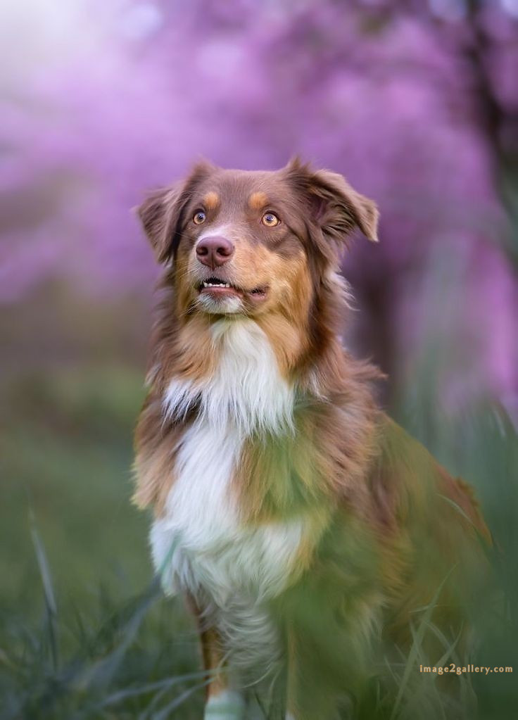 1100+ Dog Images Free Download | Cute Dog Pictures | 181 labrador pictures -(8)