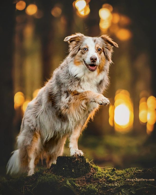 1100+ Dog Images Free Download | Cute Dog Pictures | 182 labrador pictures -(9)