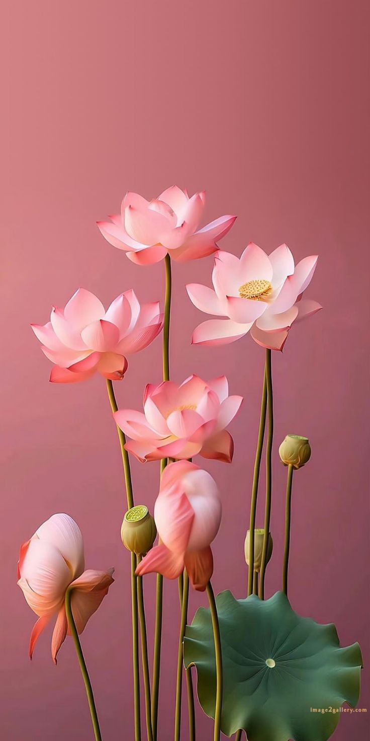 700+ Cute Flower Wallpaper Free Download | Beautiful Flowers Wallpapers for Mobile | 369 lotus flower wallpaper -