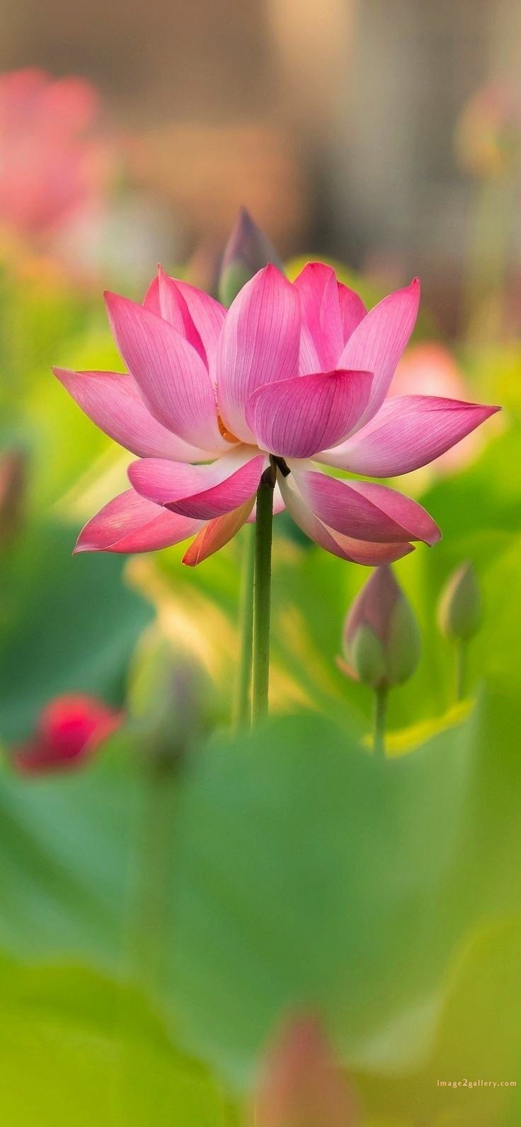 700+ Cute Flower Wallpaper Free Download | Beautiful Flowers Wallpapers for Mobile | 247 lotus flower wallpaper -(1)