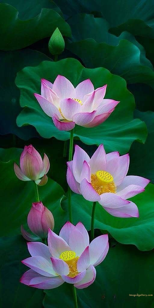 700+ Cute Flower Wallpaper Free Download | Beautiful Flowers Wallpapers for Mobile | 248 lotus flower wallpaper -2