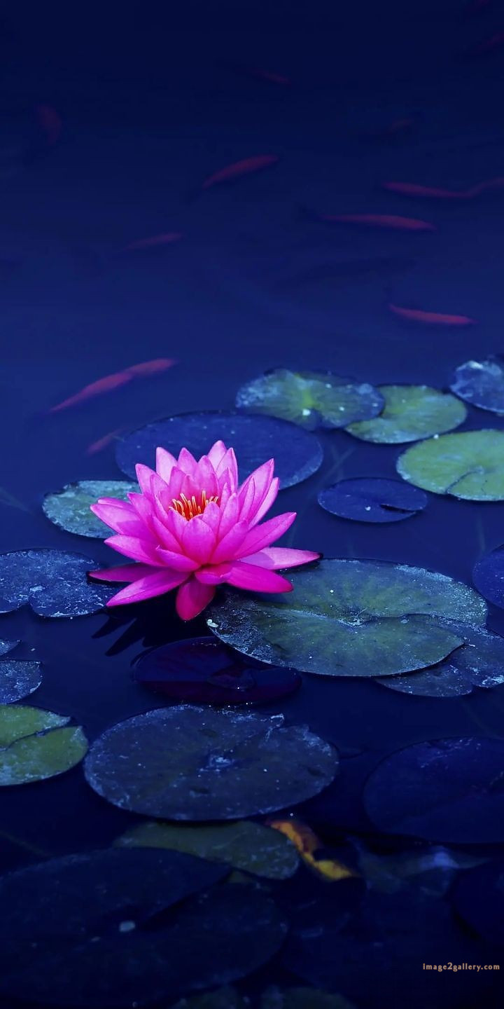 700+ Cute Flower Wallpaper Free Download | Beautiful Flowers Wallpapers for Mobile | 372 lotus flower wallpaper -2(3)