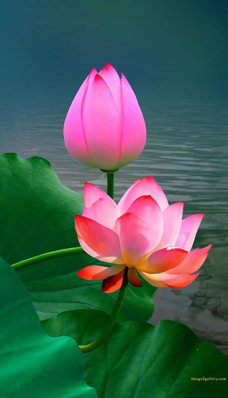 700+ Cute Flower Wallpaper Free Download | Beautiful Flowers Wallpapers for Mobile | 373 lotus flower wallpaper -2(5)