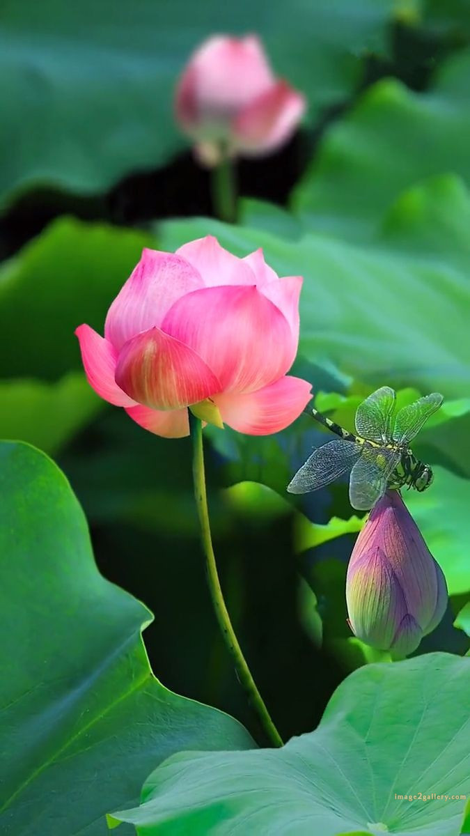 700+ Cute Flower Wallpaper Free Download | Beautiful Flowers Wallpapers for Mobile | 292 lotus flower wallpaper 4k -(12)
