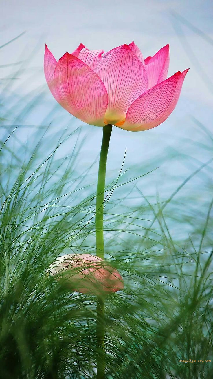 700+ Cute Flower Wallpaper Free Download | Beautiful Flowers Wallpapers for Mobile | 444 lotus flower wallpaper for android -(1)