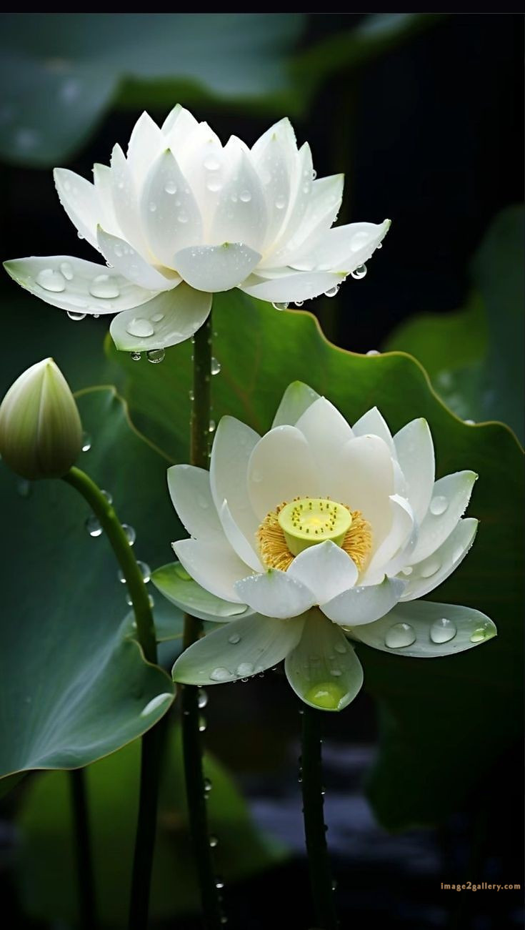 700+ Cute Flower Wallpaper Free Download | Beautiful Flowers Wallpapers for Mobile | 533 lotus flower wallpaper for phone -(2)