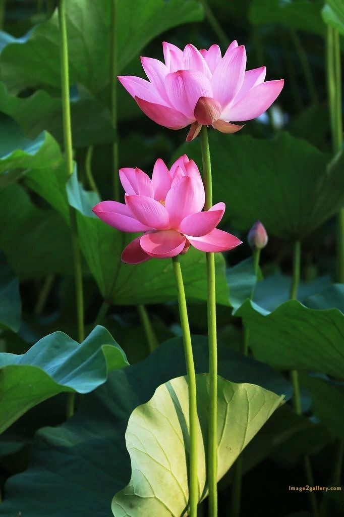 700+ Cute Flower Wallpaper Free Download | Beautiful Flowers Wallpapers for Mobile | 532 lotus flower wallpaper for phone -(4)