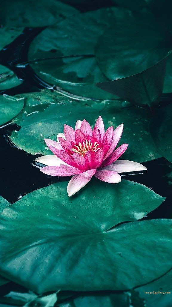 700+ Cute Flower Wallpaper Free Download | Beautiful Flowers Wallpapers for Mobile | 295 lotus flower wallpaper for phone -(5)