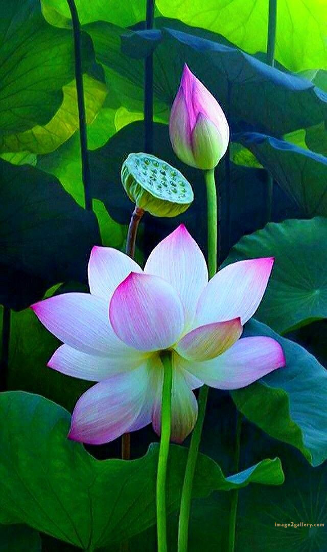 700+ Cute Flower Wallpaper Free Download | Beautiful Flowers Wallpapers for Mobile | 458 lotus flower wallpaper for phone -(6)