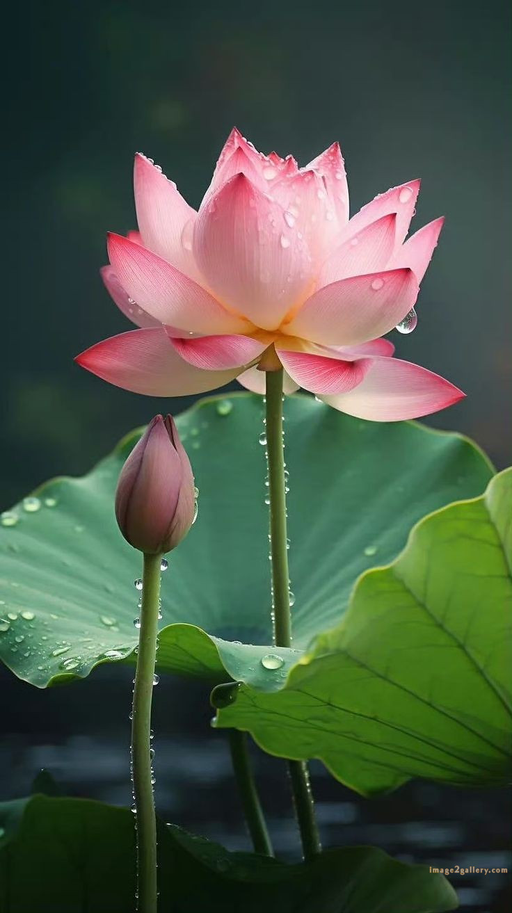 700+ Cute Flower Wallpaper Free Download | Beautiful Flowers Wallpapers for Mobile | 531 lotus flower wallpaper for phone -(7)