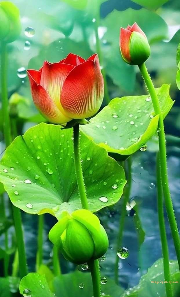 700+ Cute Flower Wallpaper Free Download | Beautiful Flowers Wallpapers for Mobile | 530 lotus flower wallpaper for phone -(9)