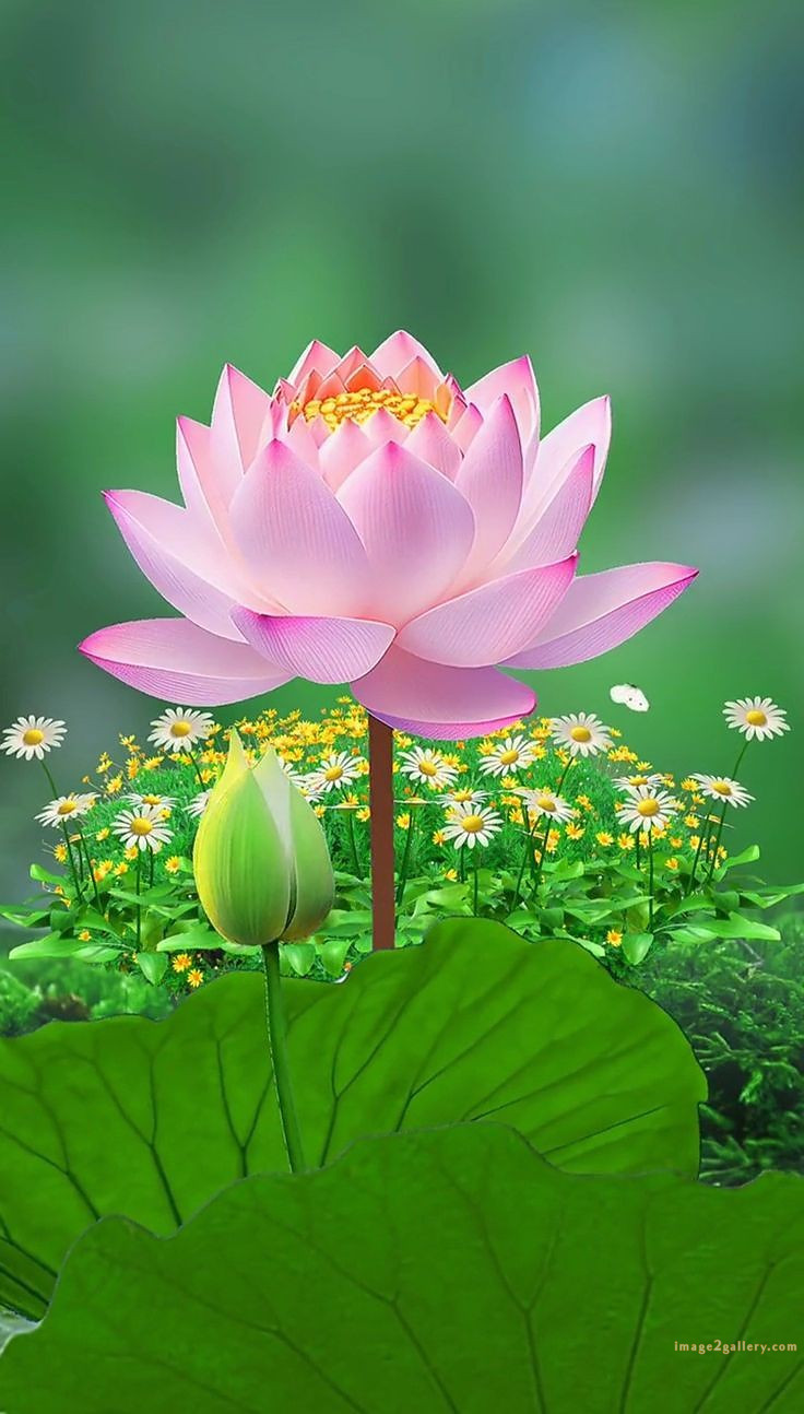 700+ Cute Flower Wallpaper Free Download | Beautiful Flowers Wallpapers for Mobile | 311 lotus flower wallpaper hd 1080p -