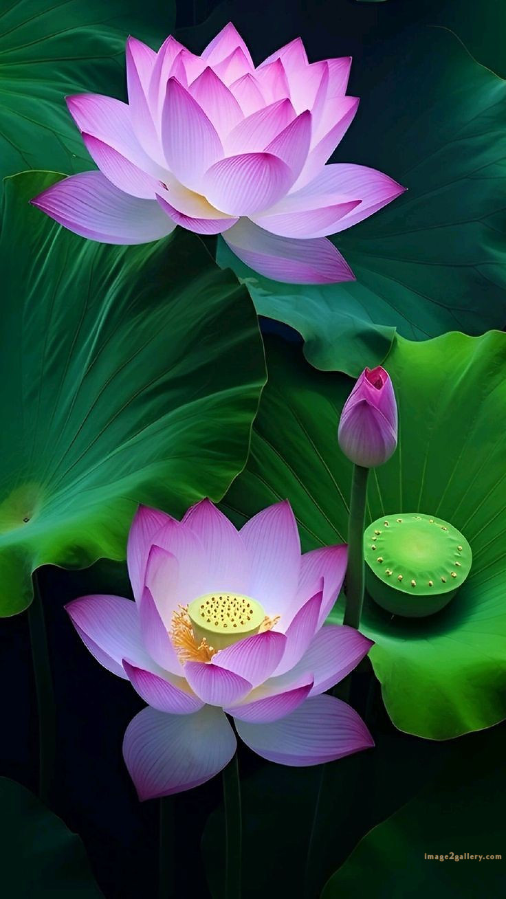 700+ Cute Flower Wallpaper Free Download | Beautiful Flowers Wallpapers for Mobile | 312 lotus flower wallpaper hd 1080p -(1)
