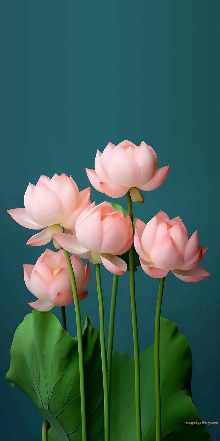 700+ Cute Flower Wallpaper Free Download | Beautiful Flowers Wallpapers for Mobile | 313 lotus flower wallpaper hd 1080p -(2)